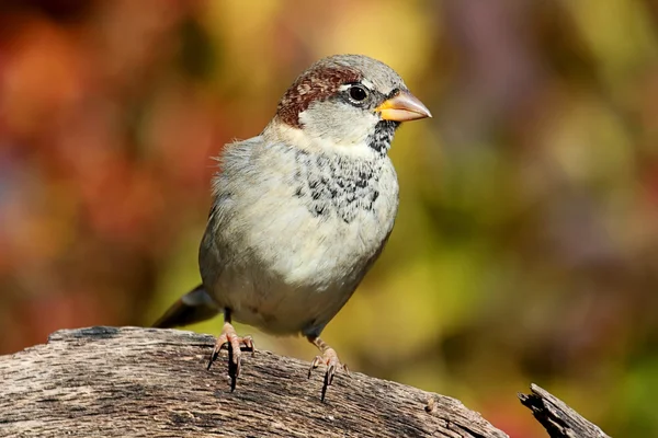House Sparrow in Autumn — Stock Photo, Image