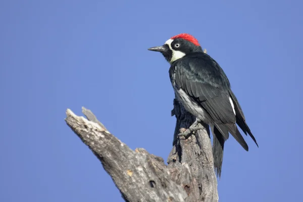 Acorn Woodpecker (Melanerpes formicivorus) ) — Fotografia de Stock