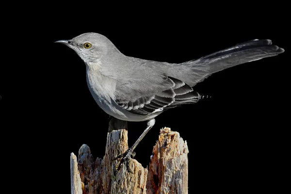 Mockingbird på svart — Stockfoto