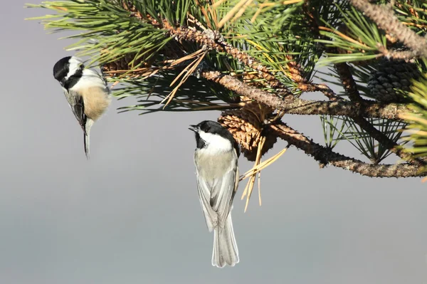 Para ptaków na gałęzi sosny — Zdjęcie stockowe