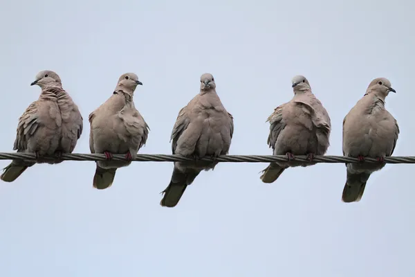 Gołębie na drucie — Zdjęcie stockowe