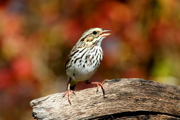 Savannah Sparrow no Outono — Fotografia de Stock