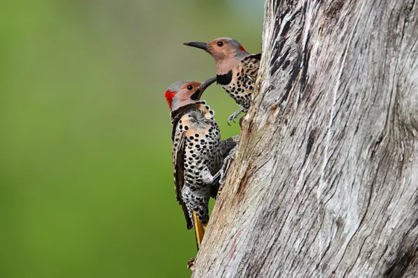 Woodpeckers building a nest — Stock Photo, Image