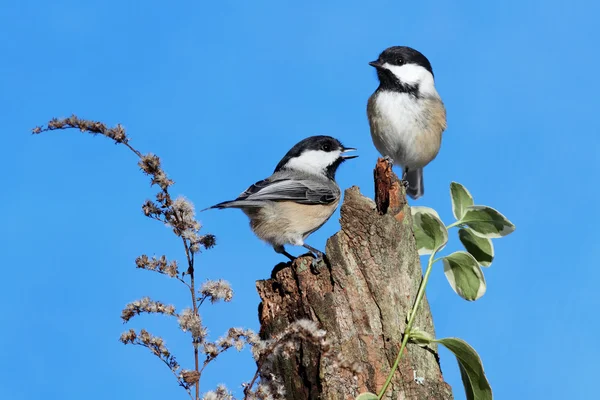 Coppia di uccelli su un tronco — Foto Stock