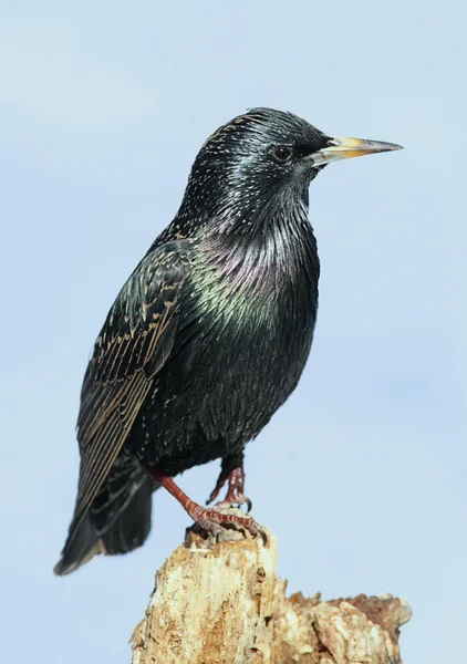 Starling On Stump — Stock Photo, Image