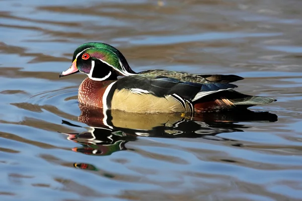 Male Wood Duck (aix sponsa) — Stock Photo, Image