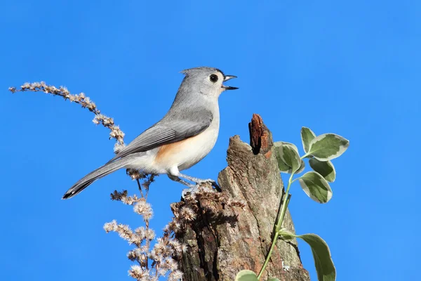 Vogel auf einem Baumstumpf — Stockfoto