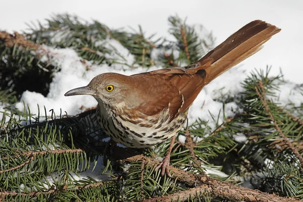 Brown thrasher zimą — Zdjęcie stockowe