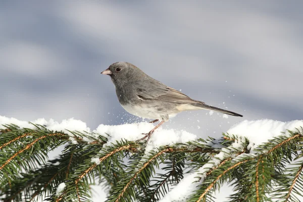 Junco On A Snow-covered Branch — Stock Photo, Image