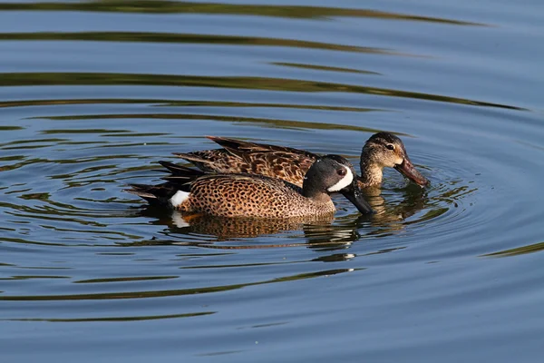 Blue-winged Teal — Stock Photo, Image