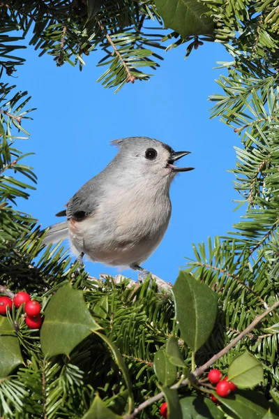 Titmouse On A Wreath With Holly — Stock Photo, Image