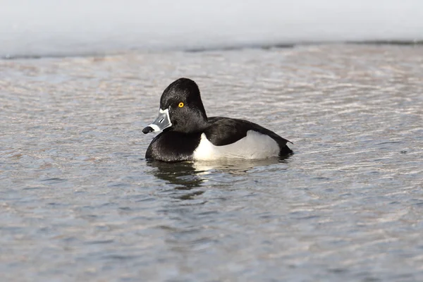 Ring-necked Duck — Stock Photo, Image