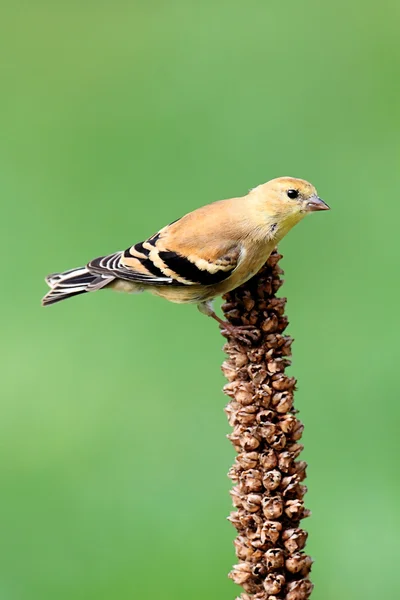 Amerikkalainen Goldfinch (Carduelis tristis ) — kuvapankkivalokuva