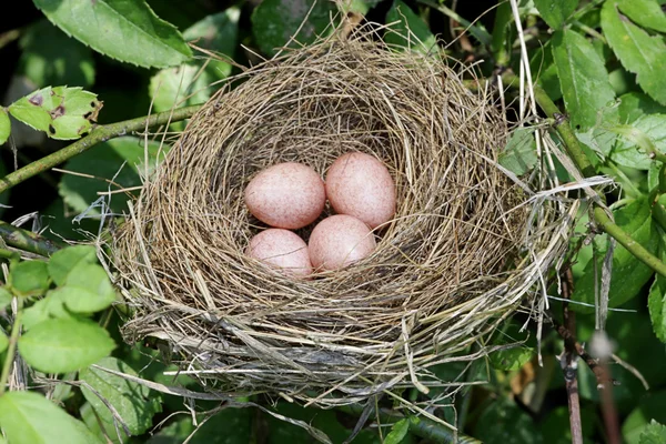 Fågelbo med ägg — Stockfoto