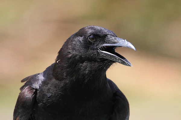 American Crow (Corvus brachyrhynchos) — Stock Photo, Image