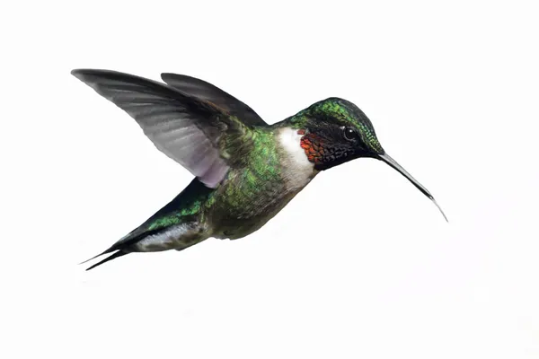 Na białym tle mężczyzna Ruby-throated Hummingbird (Avibase) Obrazek Stockowy