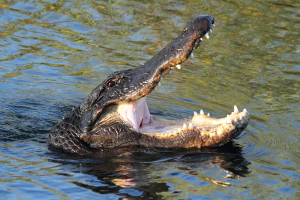 Aligator amerykański (mississippiensis) Obrazek Stockowy
