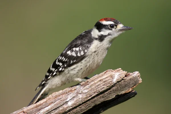Valse Woodpecker (Picoides pubescens) Stockfoto