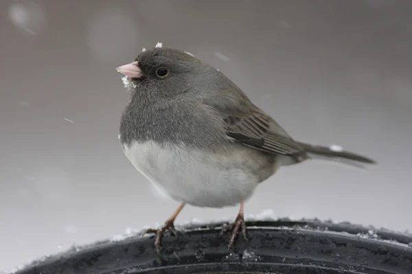 Dark-eyed Junco In Snow Royalty Free Stock Images
