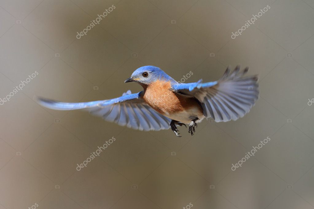 Bluebird In Flight Stock Photo By ©stevebyland 7915641