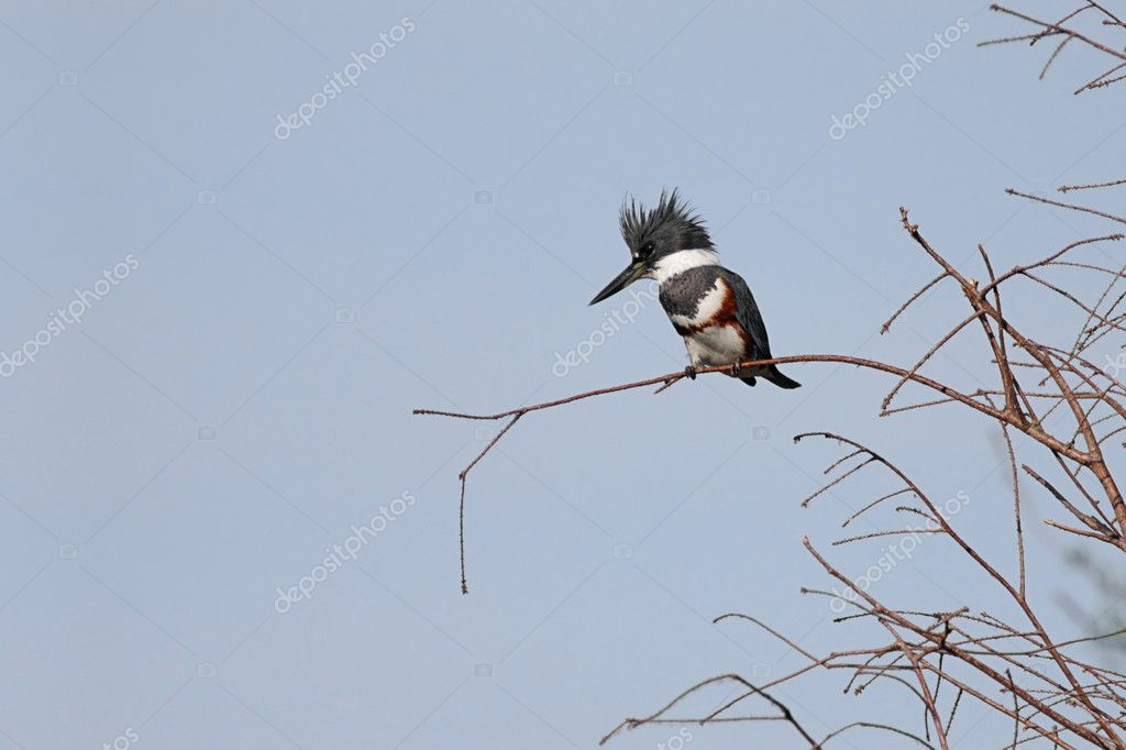 Belted kingfisher Stock Photos Royalty Free Belted kingfisher Images   Depositphotos