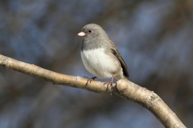 Junco dal