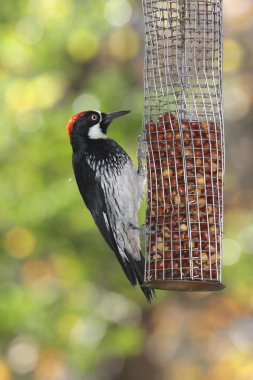 Meşe palamudu ağaçkakan (Melanerpes formicivorus)