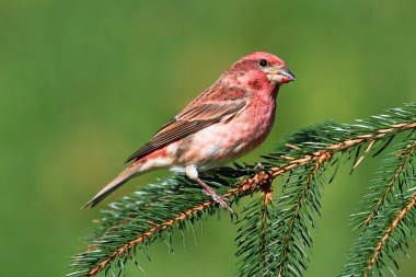 Purple Finch (Carpodacus purpureus) clipart