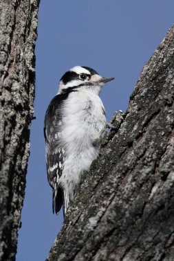 Tüylü ağaçkakan (Picoides pubescens)