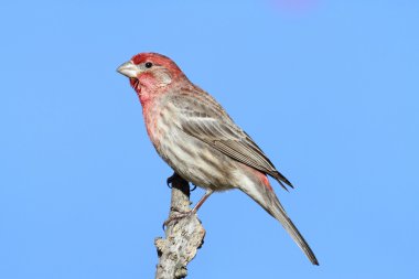 Erkek evi Finch (Carpodacus mexicanus)