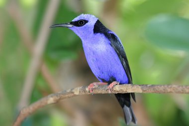 Red-legged Honeycreeper clipart