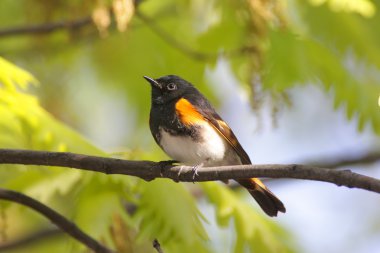 American Redstart Warbler clipart