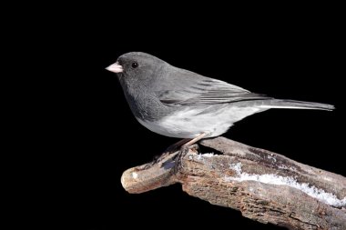 Junco siyah