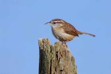 Carolina wren kütük üstünde