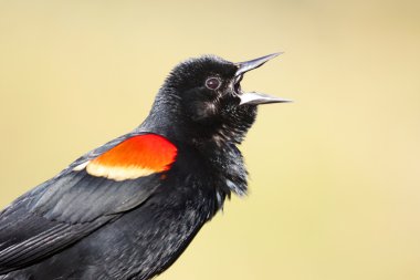 Red-winged Blackbird Singing clipart