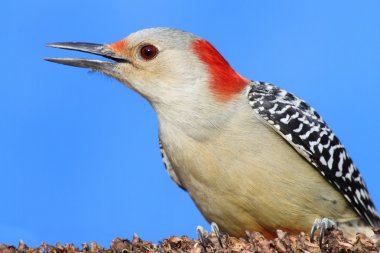 ağaçkakan çam dalı