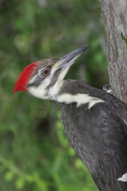 Pileated Woodpecker (Dryocopus pileatus) clipart