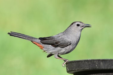 Gray Catbird Dumetella carolinensis clipart