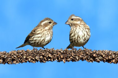 Mor Finches (Carpodacus purpureus)