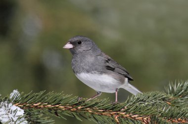 Junco levrek üzerinde