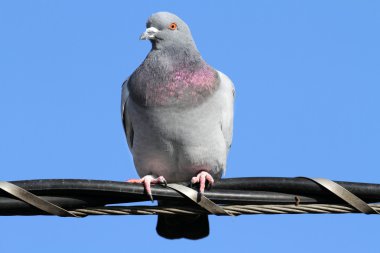 Rock Pigeon (Columba livia) clipart