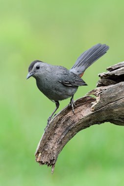 Gray Catbird Dumetella carolinensis clipart