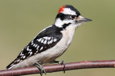 Erkek Downy ağaçkakan (picoides pubescens)