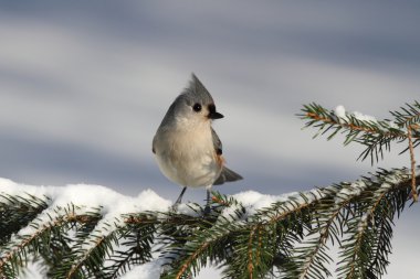 Titmouse On A Branch clipart