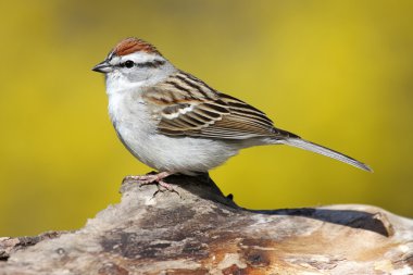 Sparrow On A Stump In Spring clipart