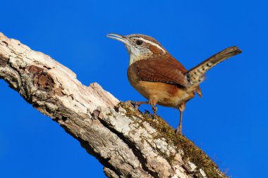 Carolina wren dal