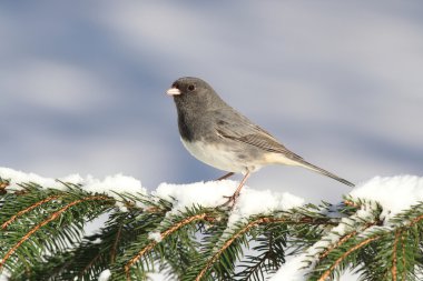 Junco karla kaplı dal