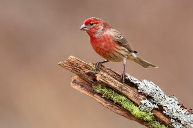 Male House Finch (Carpodacus mexicanus) clipart