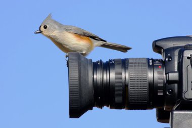 baştankara fotoğraf makinelerinde