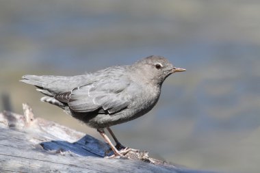 American Dipper (Cinclus mexicanus) clipart